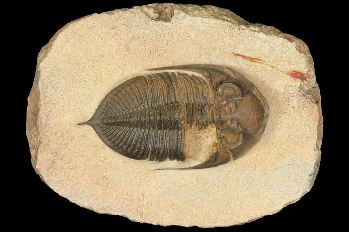 Bargain, Zlichovaspis Trilobite - Lghaft, Morocco #100387